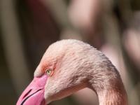 Rosa Flamingo Porträt